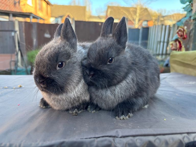Pure Bred Netherland Dwarfs