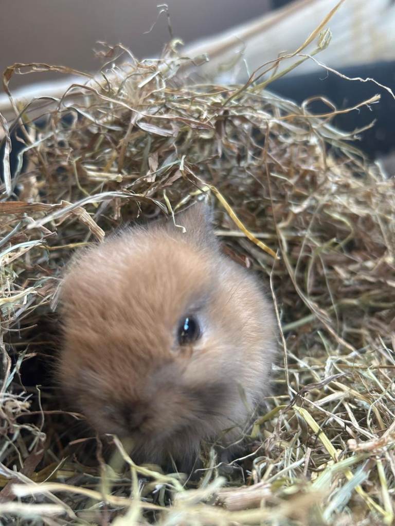 Rabbits Netherland dwarf cross