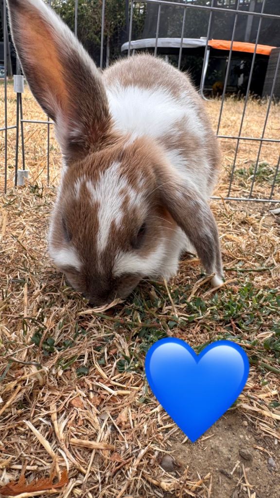 Rabbits 