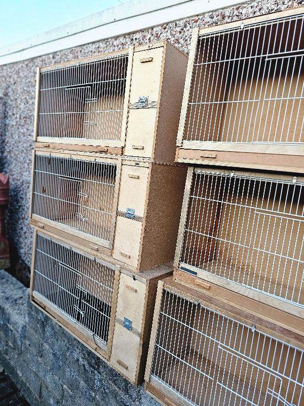 Budgie breeding cages