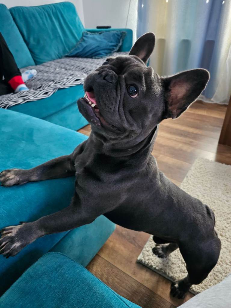 French buldog 