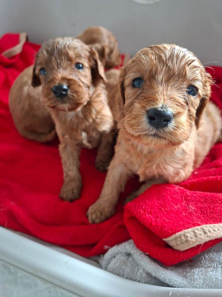 F1 Cockapoo puppies