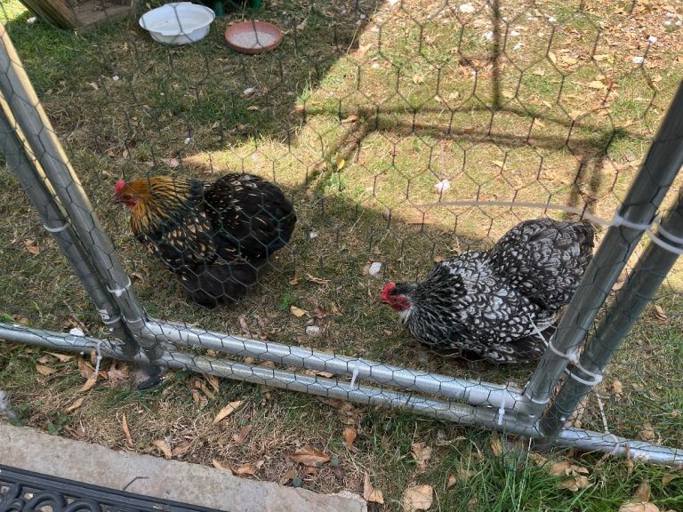 Bantams