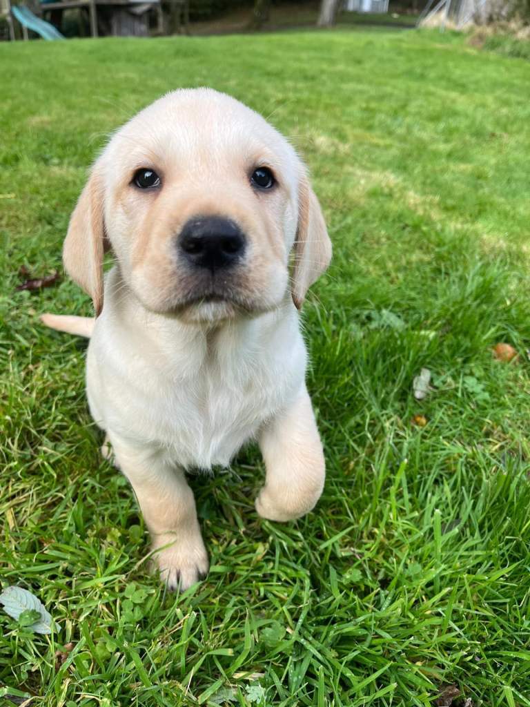 Golden Labrador puppies for sale