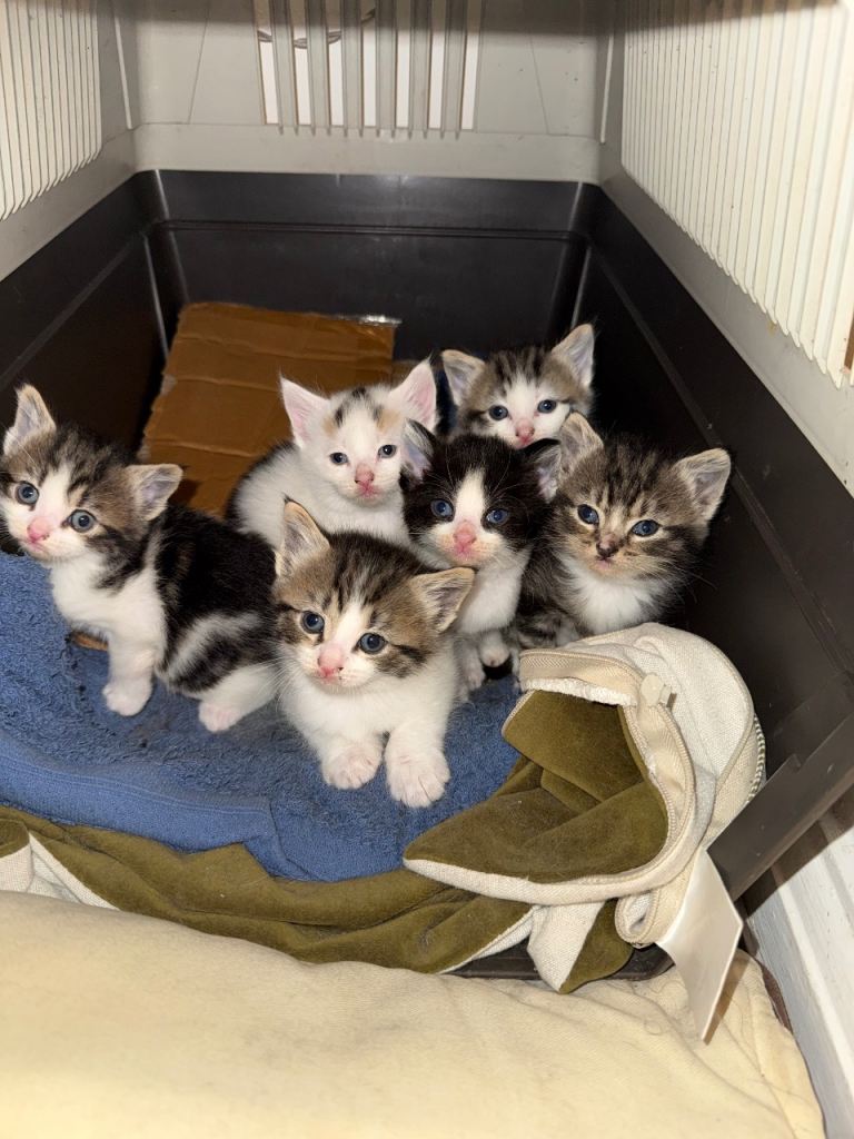 Kittens £100 each