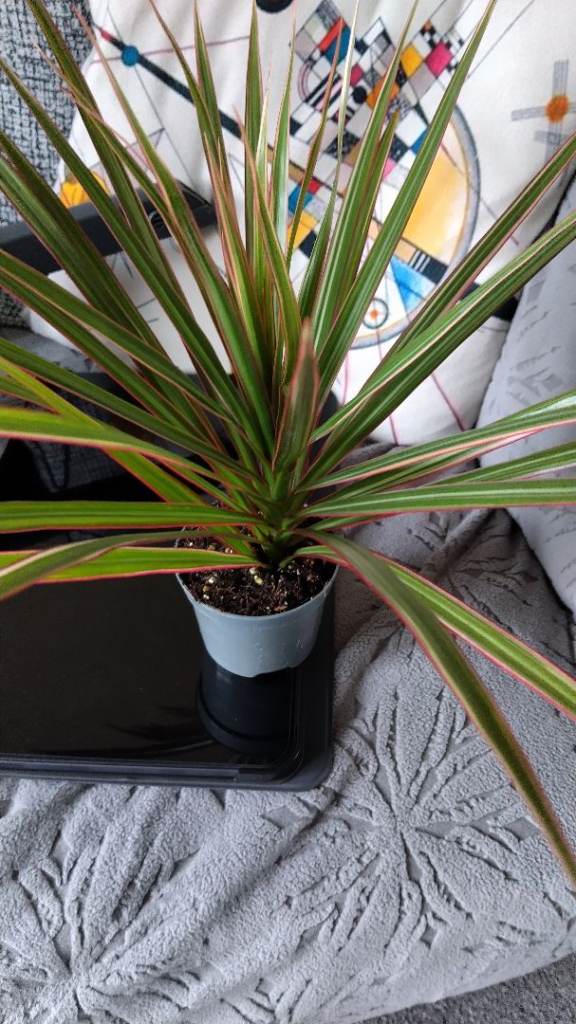 House plants/indoor plants for sale