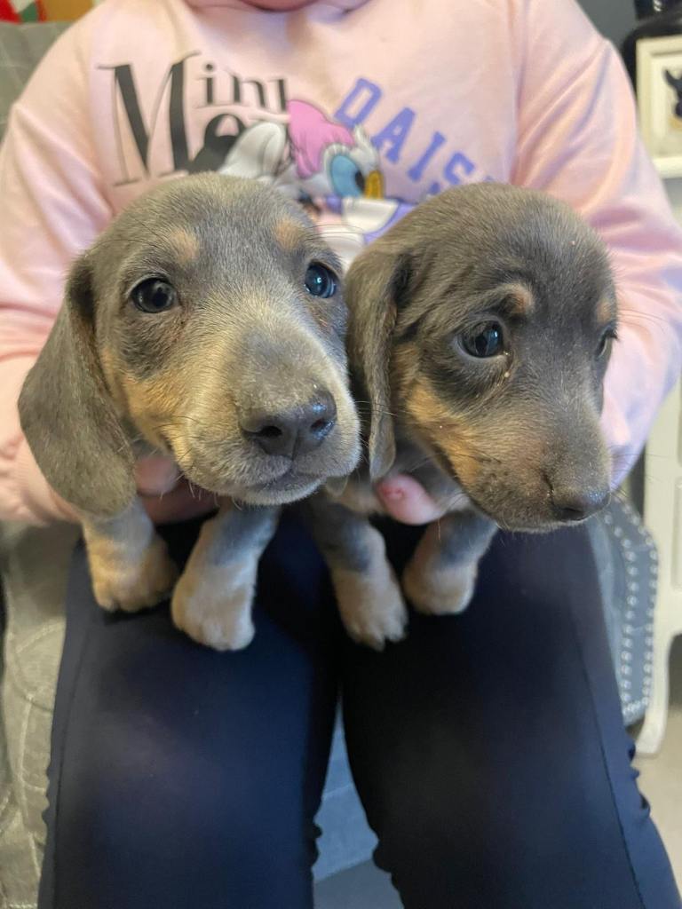 Isabella Miniature Dachshunds