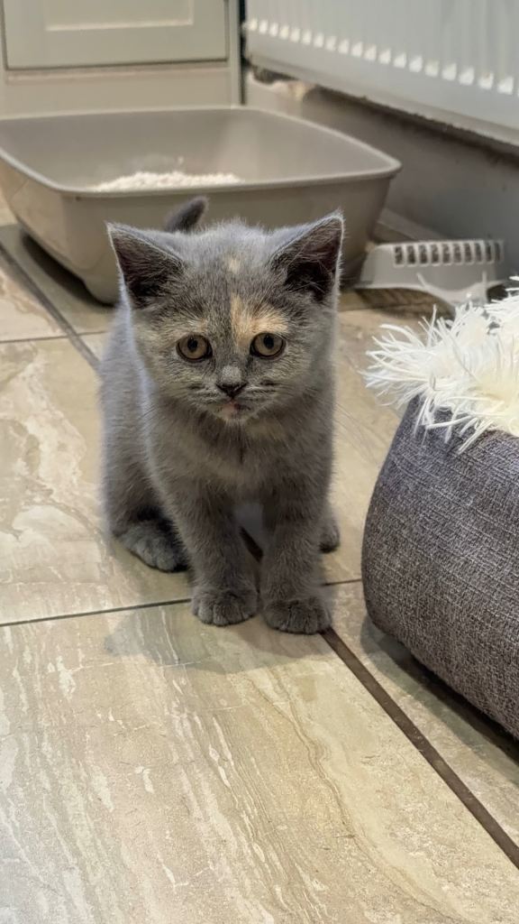 British Short Hair 