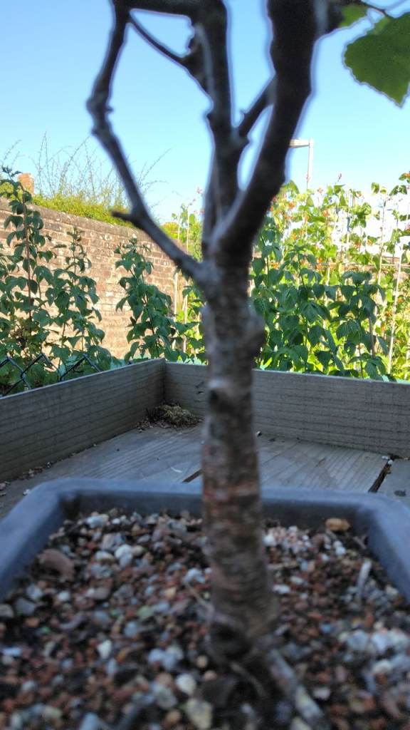 Birch bonsai 