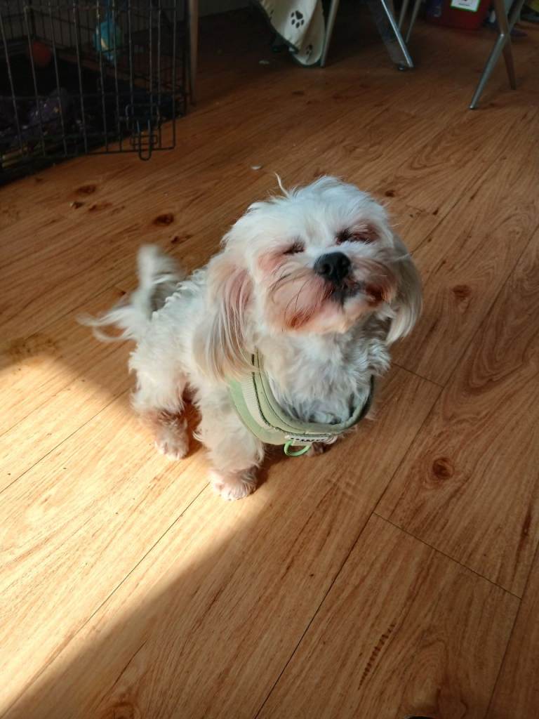 Beautiful little maltes for sale