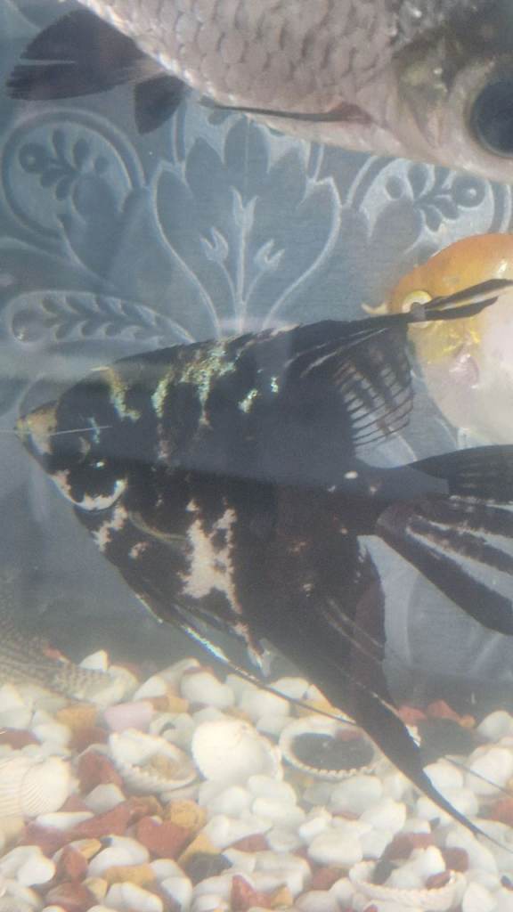 3 Angel Fish & 1 Bala Shark 