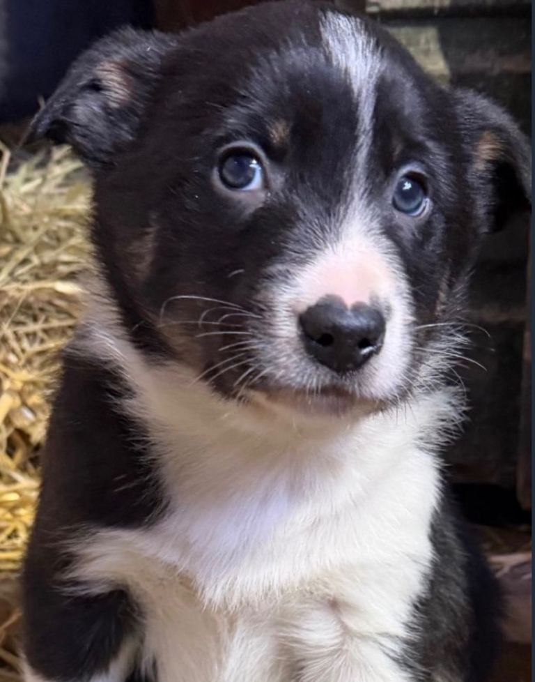 Collie Pups *Last Boy Remaining*
