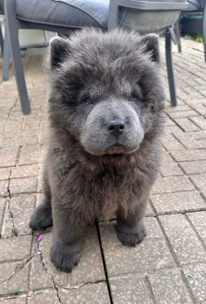 Blue male chow chow puppy-looking for his forever home 