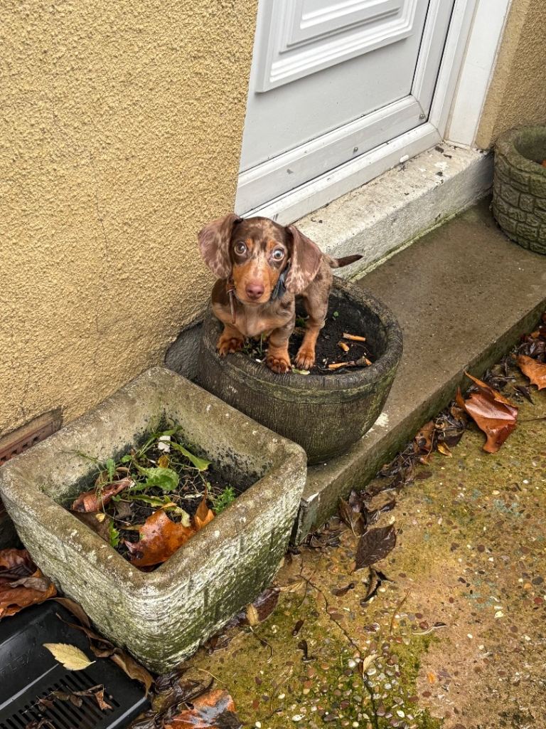Miniature chocolate dapple dachshund