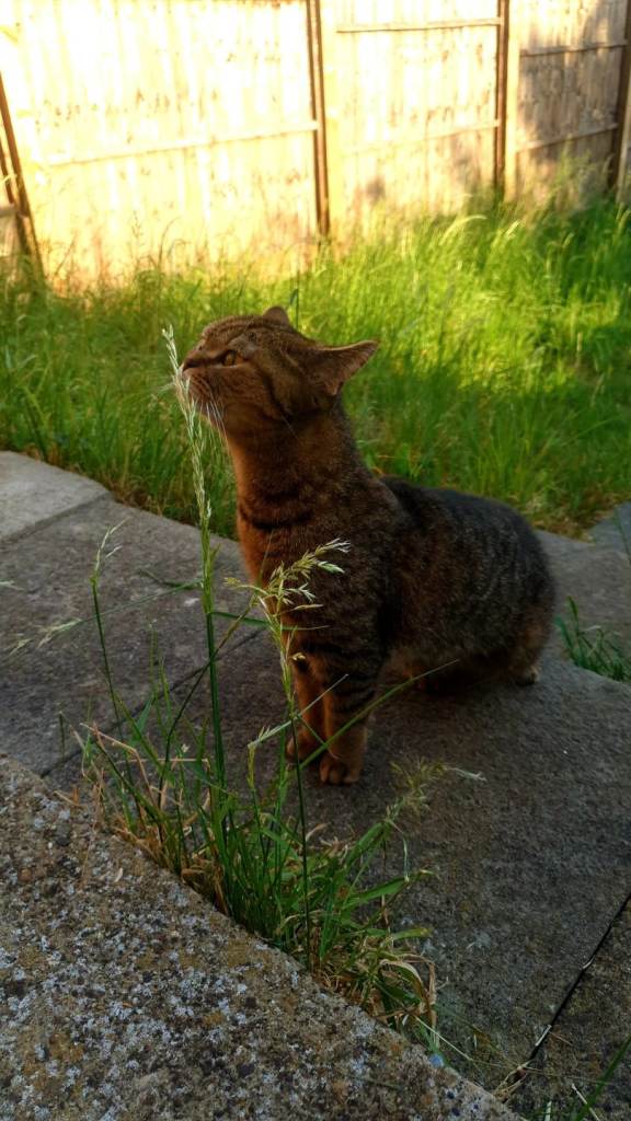 British short hair cat 