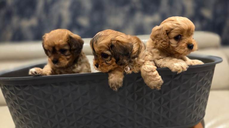 Adorable Cavapoo Puppies – Ready for Reservation