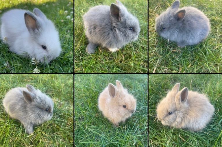 Adorable Lionhead Bunnies