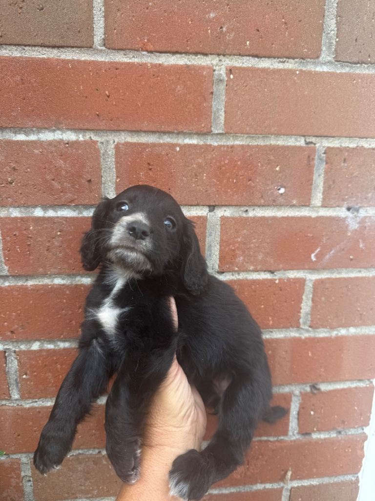Spanial girl puppie
