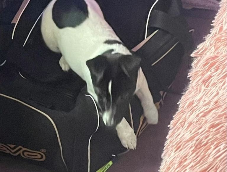 Jack russel girl 