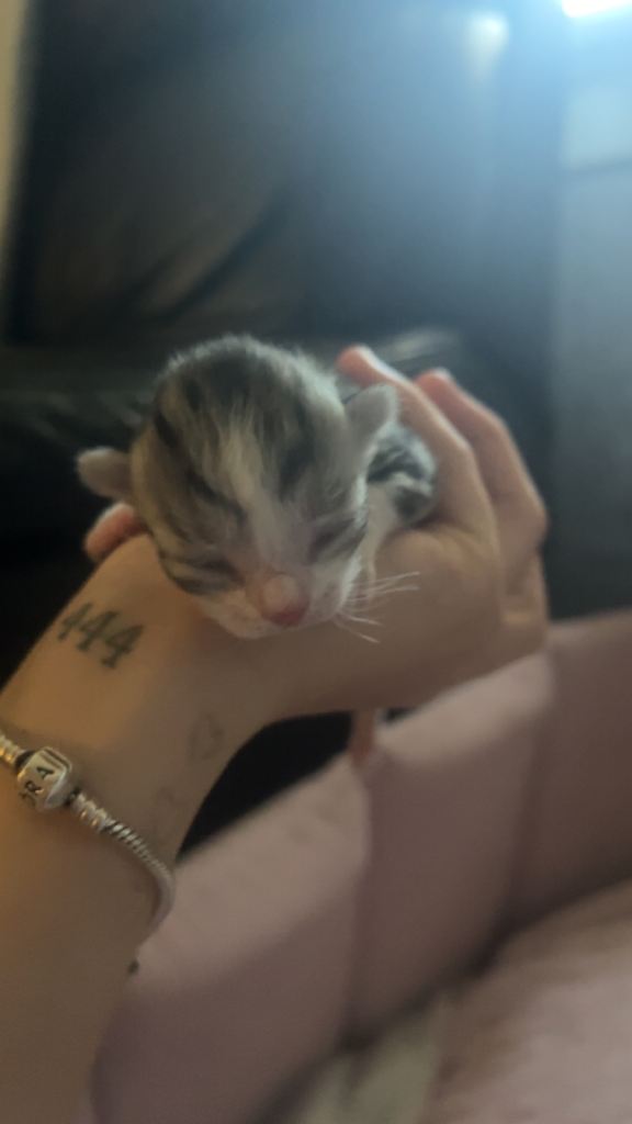 kittens for sale 