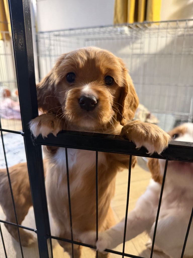 Puppies 