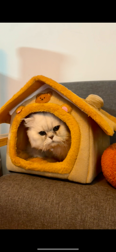 Pure Persian chinchilla boy GCCF registered 