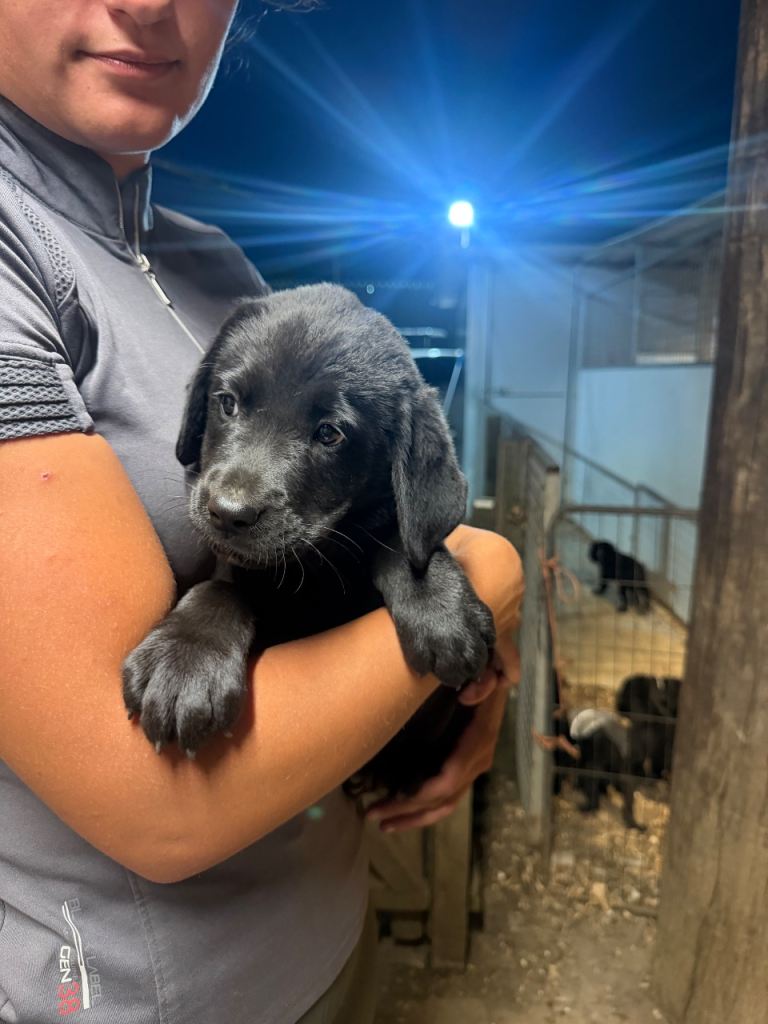 Labanesss Puppys 