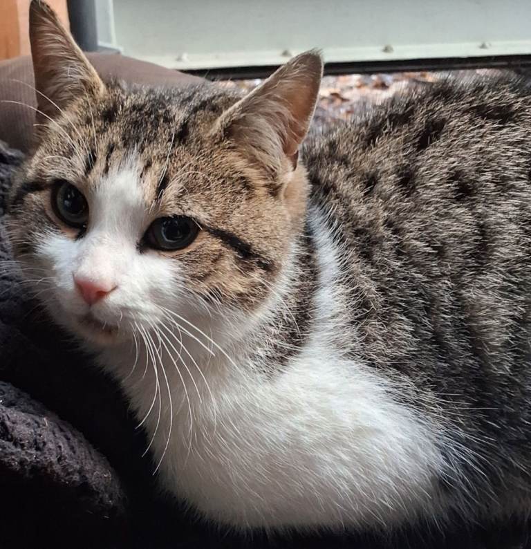 Found cat  can you help are you its owner ARCLID SANDBACH