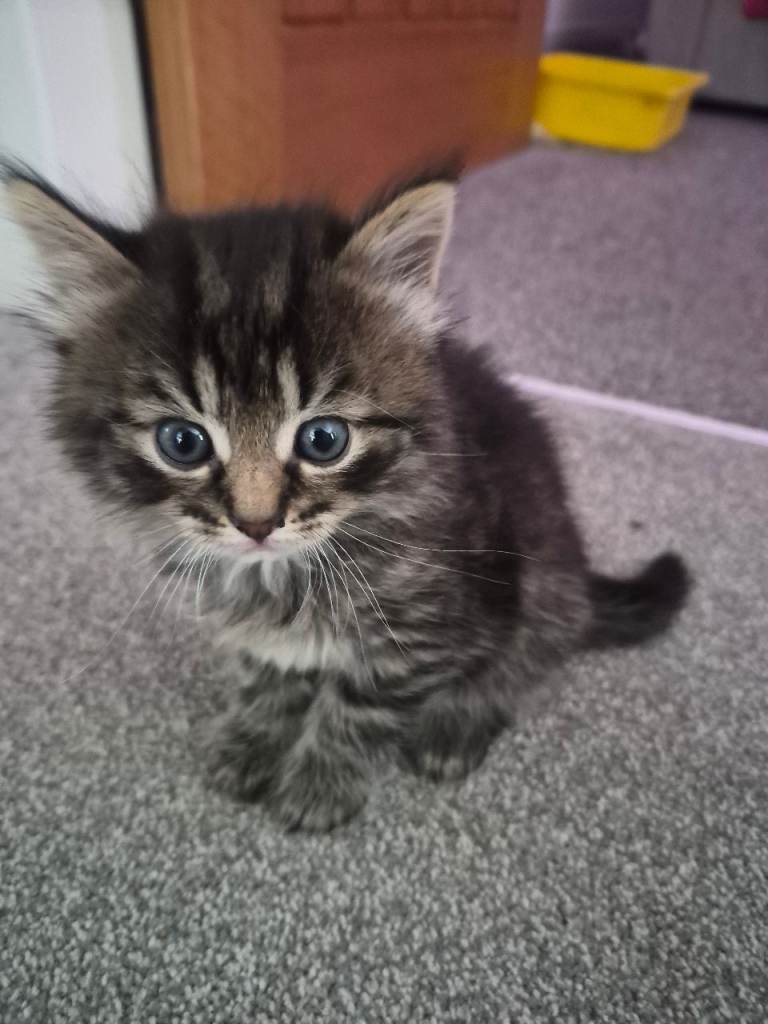 Kittens 