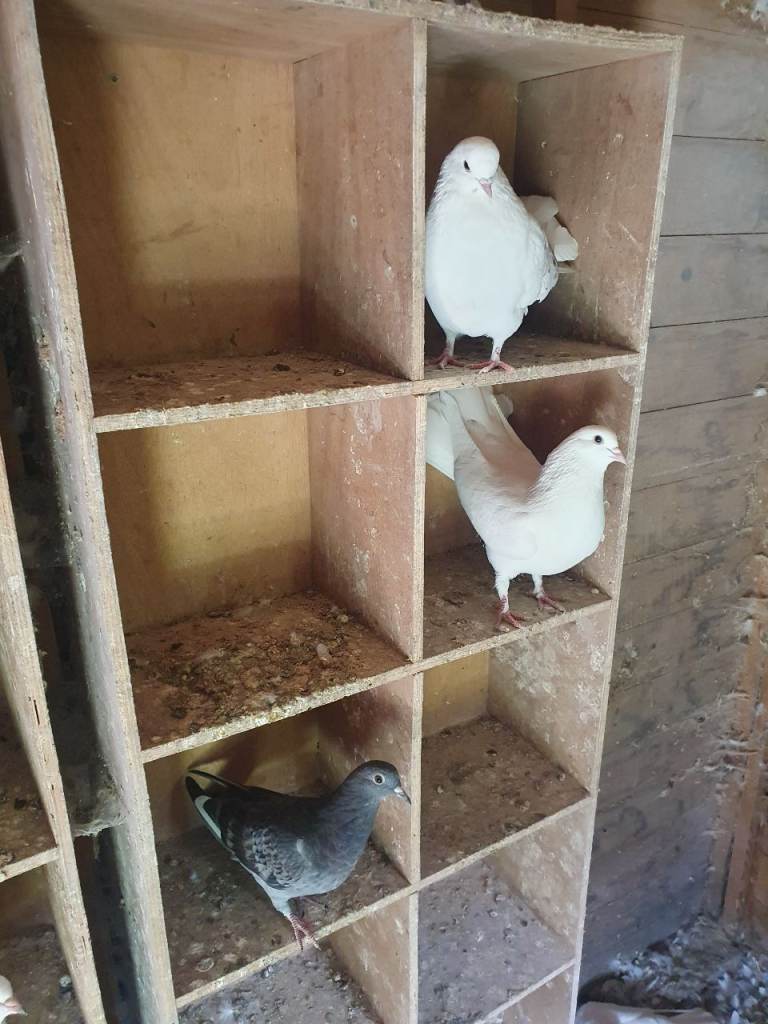 Mixed pigeons