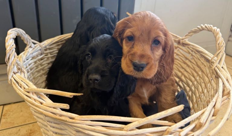 Show type cocker spaniels