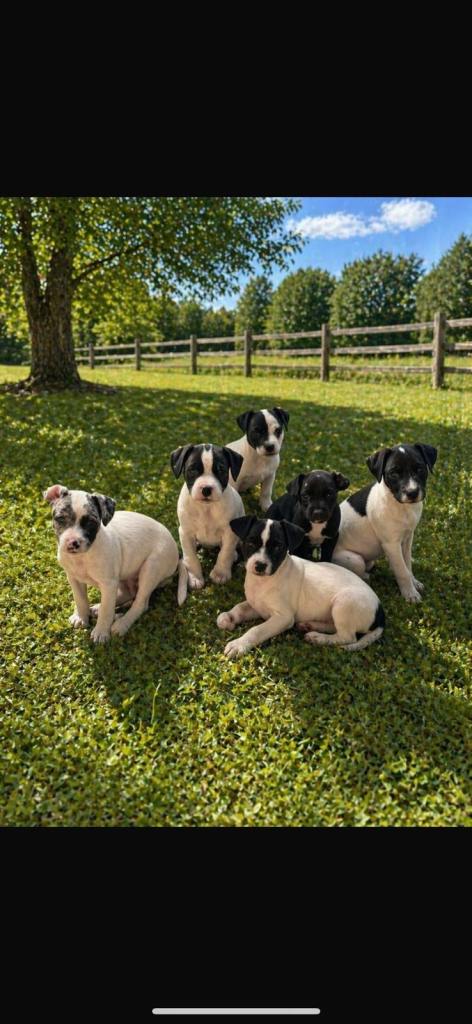 Patterjack pups 