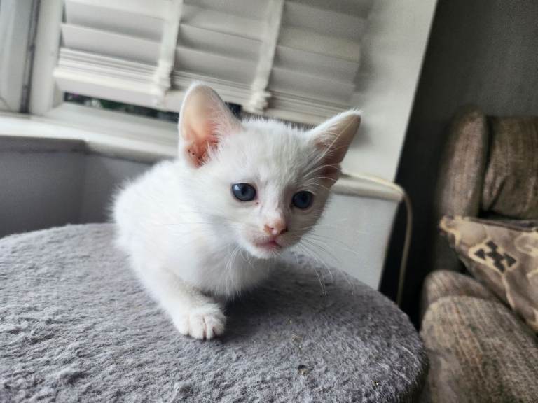 Cutest White kittens