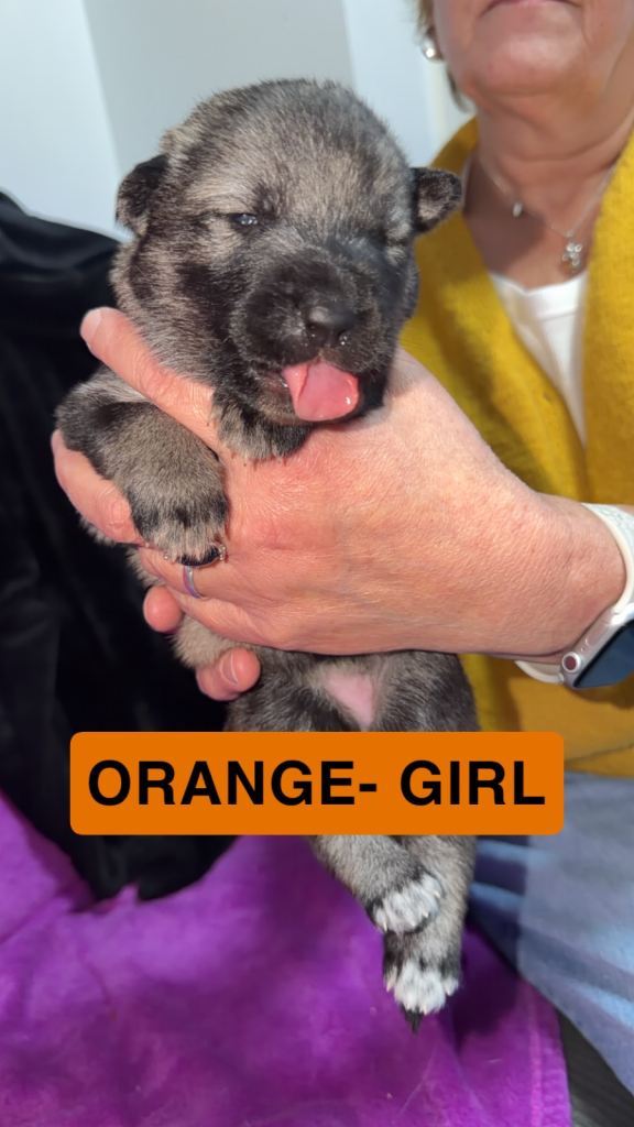 German Shepherd cross Husky Puppies