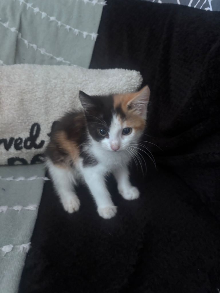Kitten for sale 