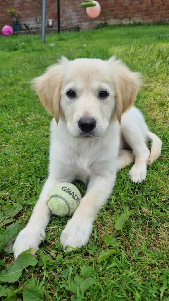 12 week old retriever/labrador female puppy