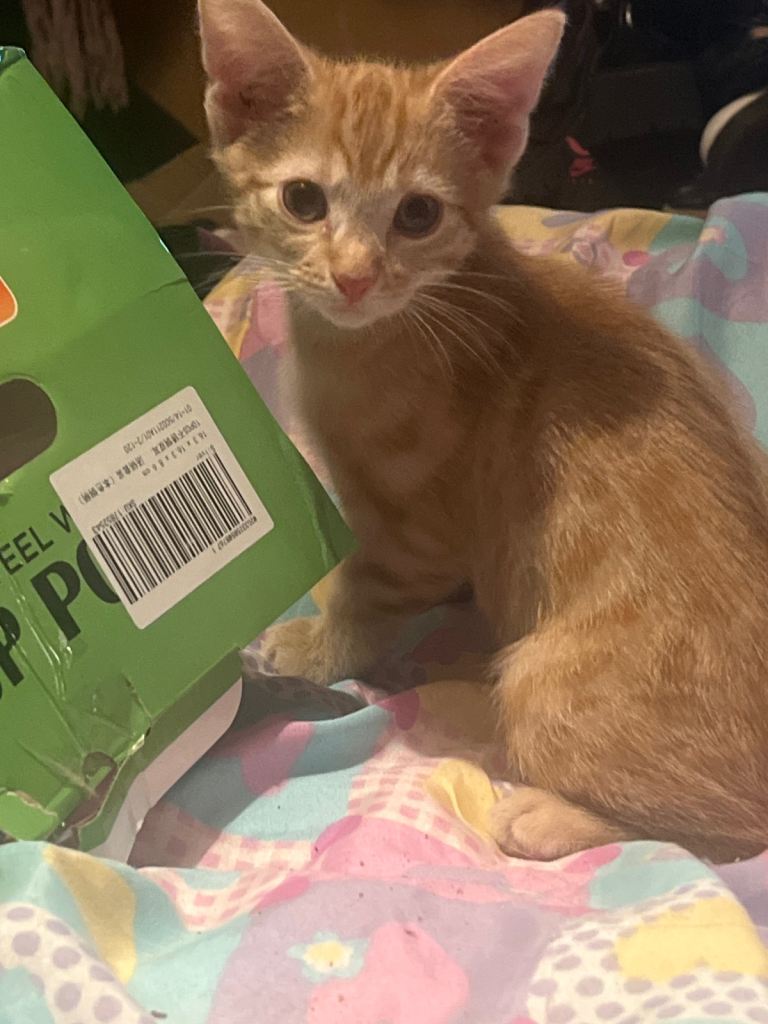 Little 12 weeks old kittens X2
