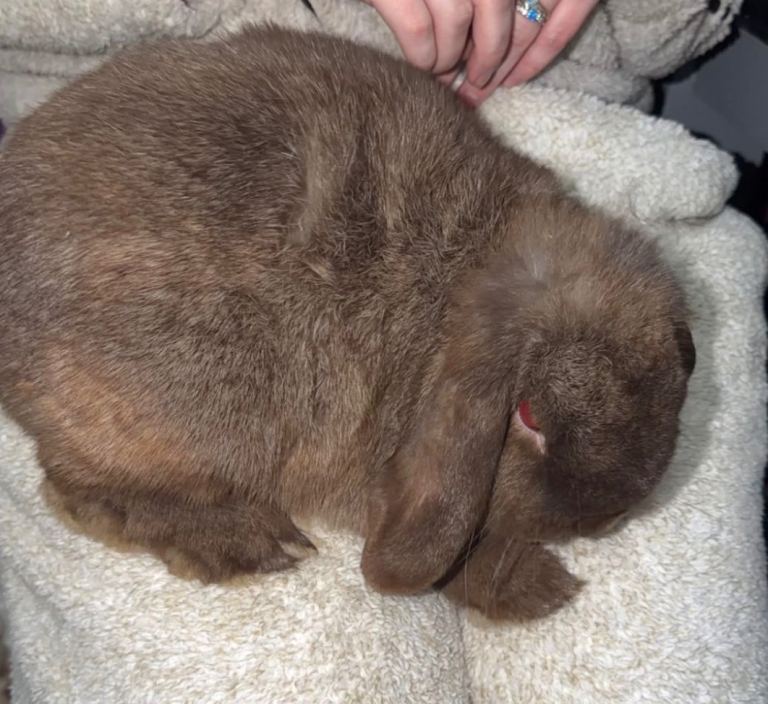 Mini Lop Girl for sale