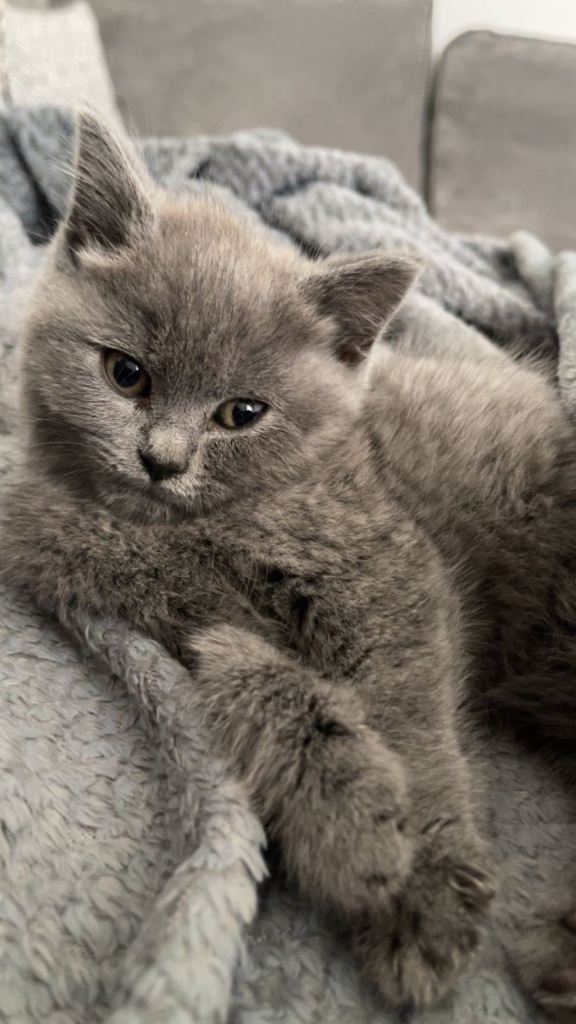 British shorthair kitten