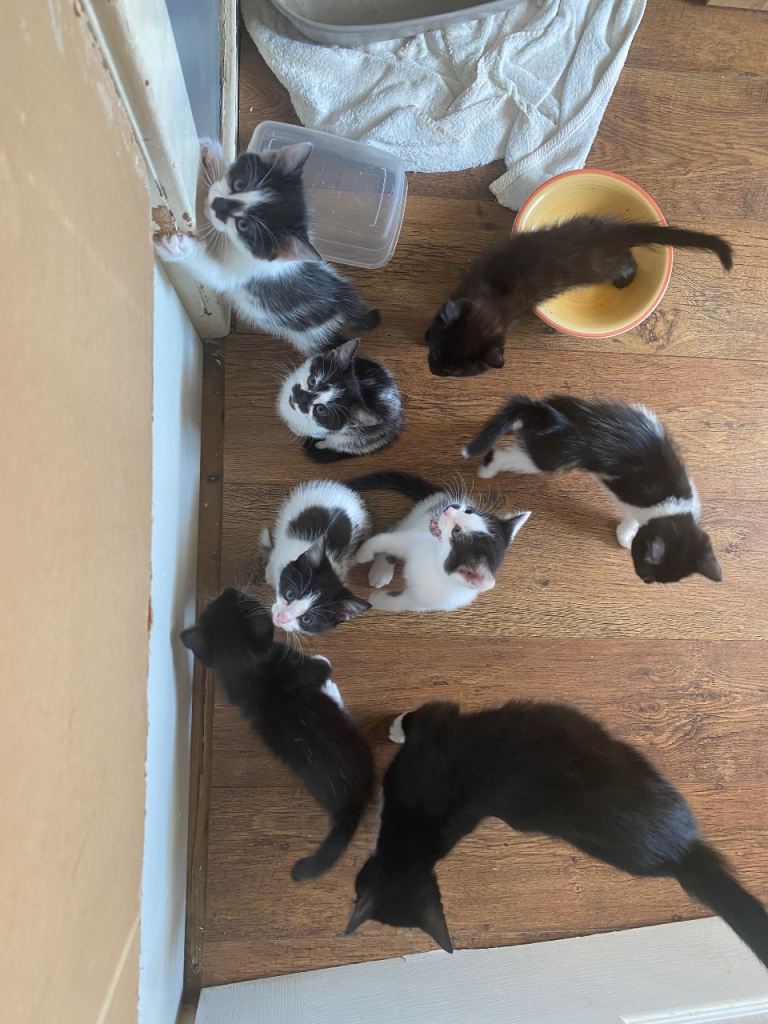 7 kittens 