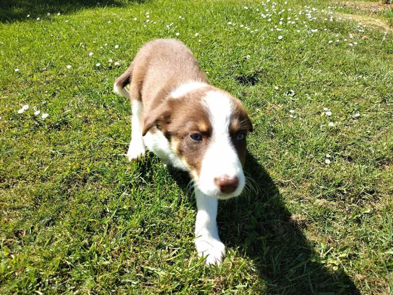Welsh collie puppies 
