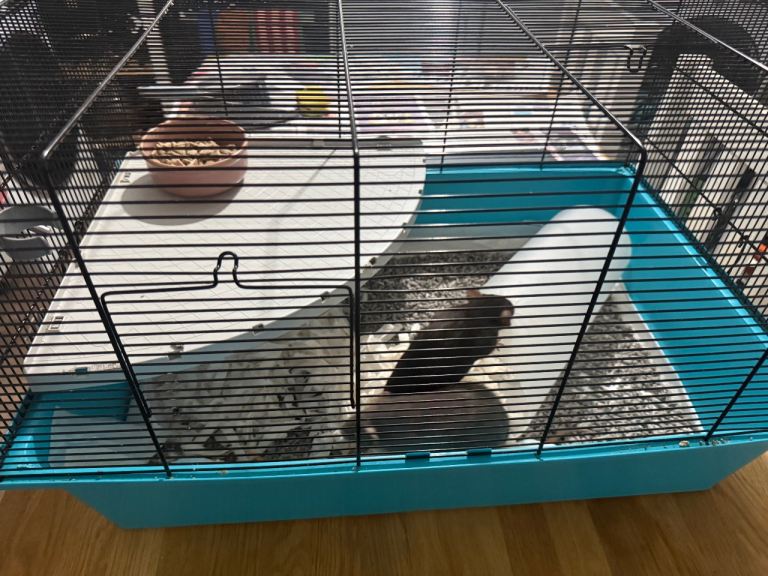 Rats 