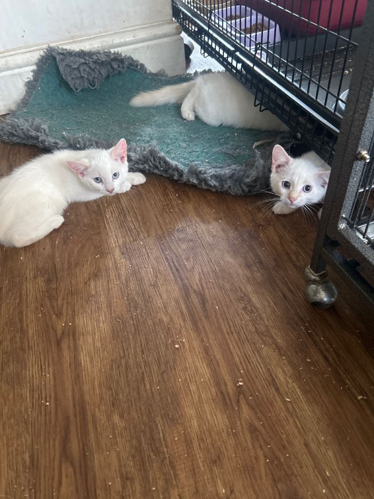 Ragdoll cross kittens for sale
