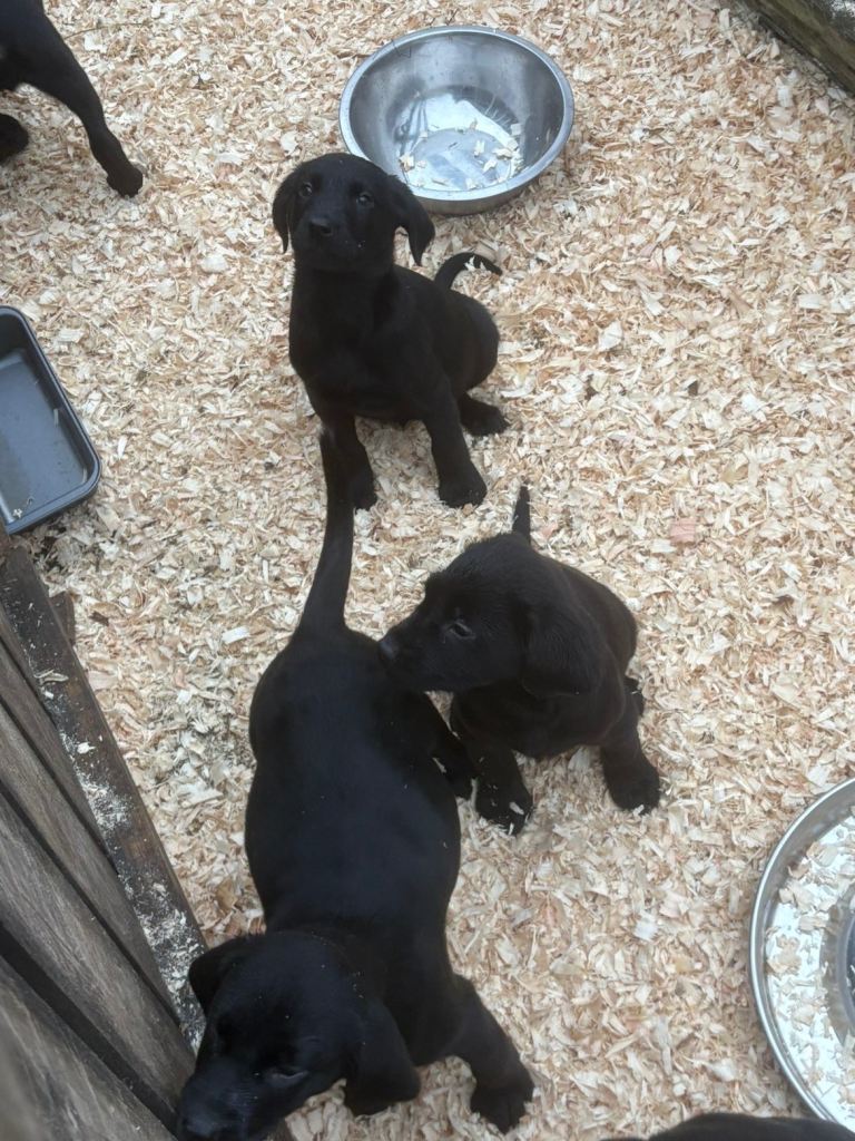 Black Lab pups From Liskoney fun fenella 