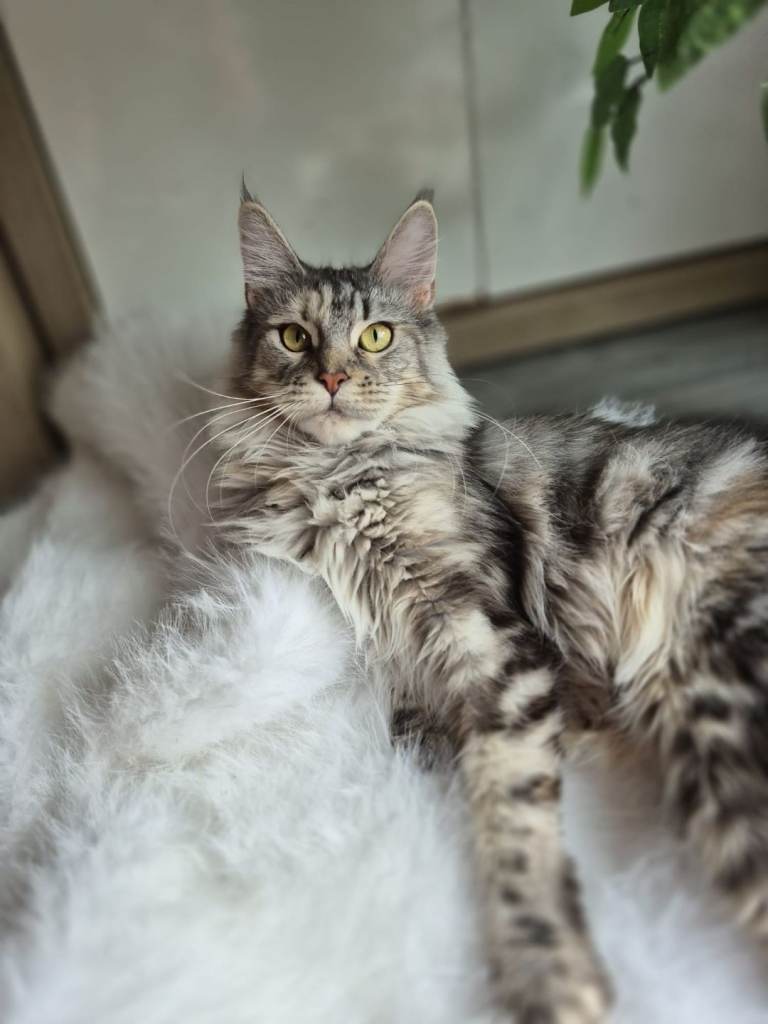 Exceptional Maine Coon Sisters – Storm & Coco