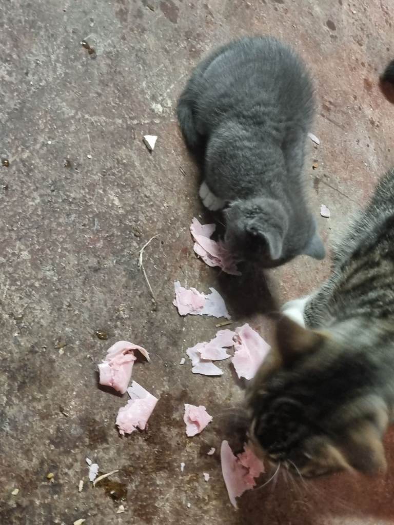 Lovely Kittens Looking for a Good Home
