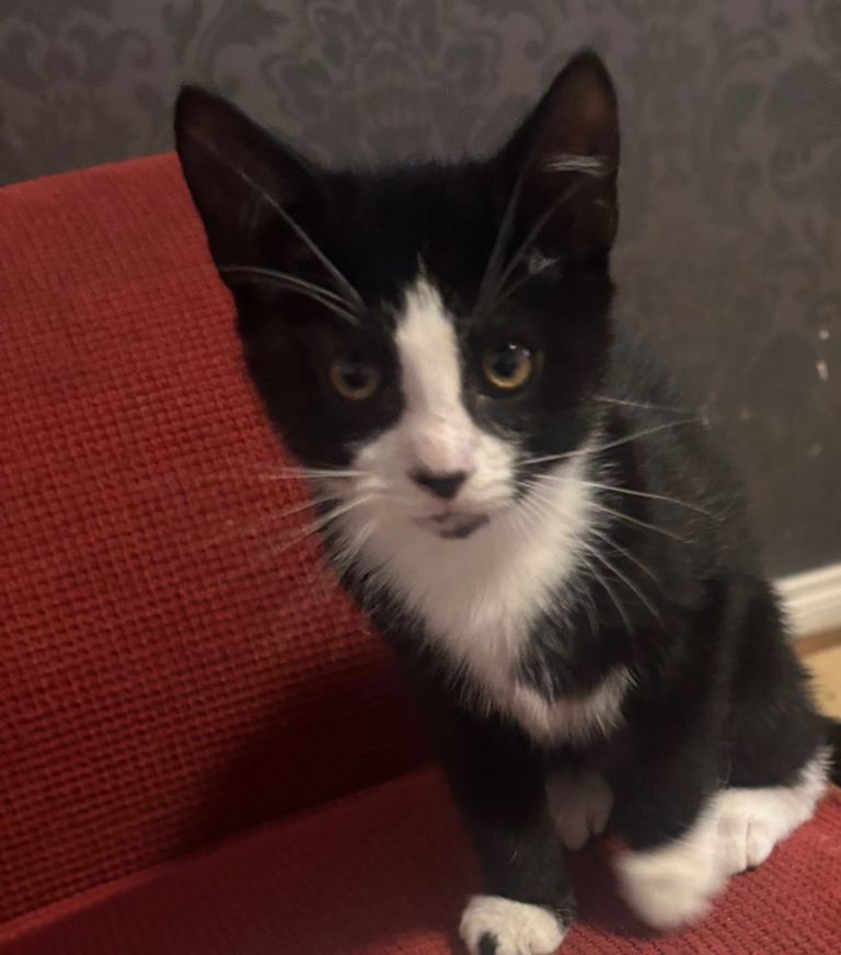 Kittens for sale to a good home