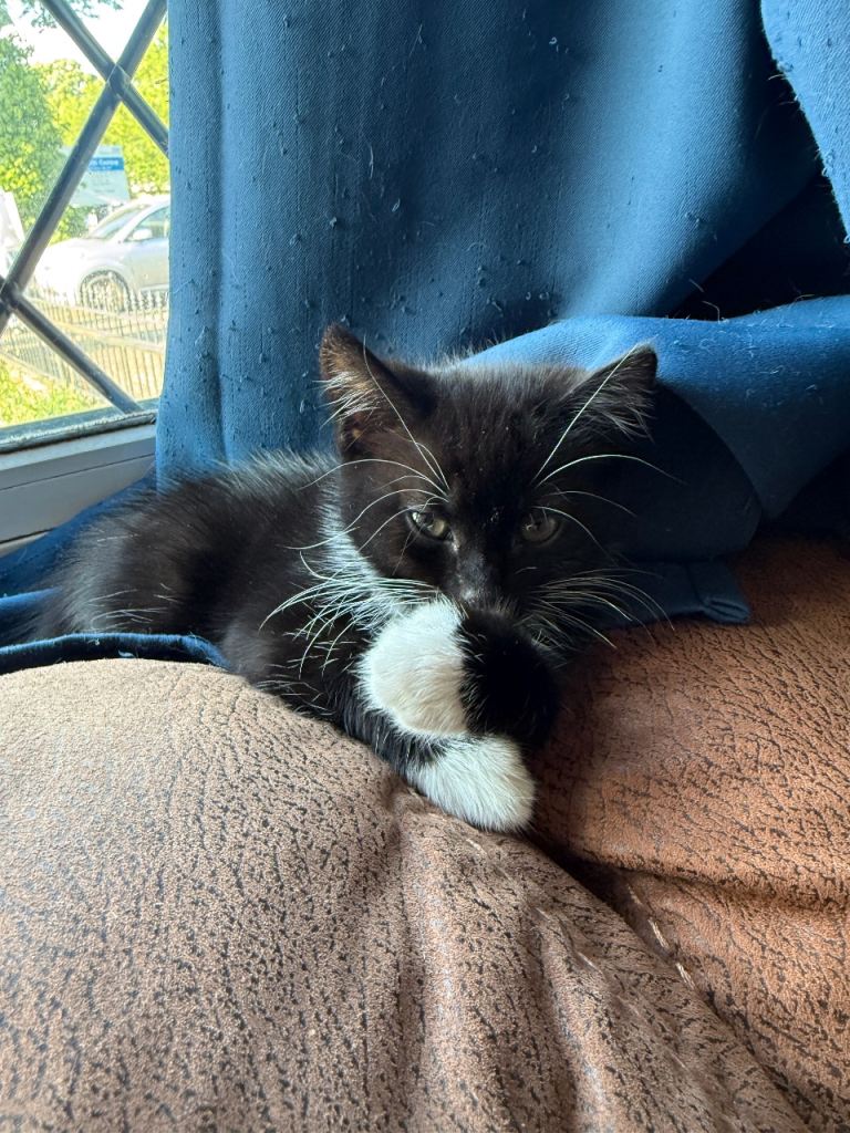 11 week old kitten for sale