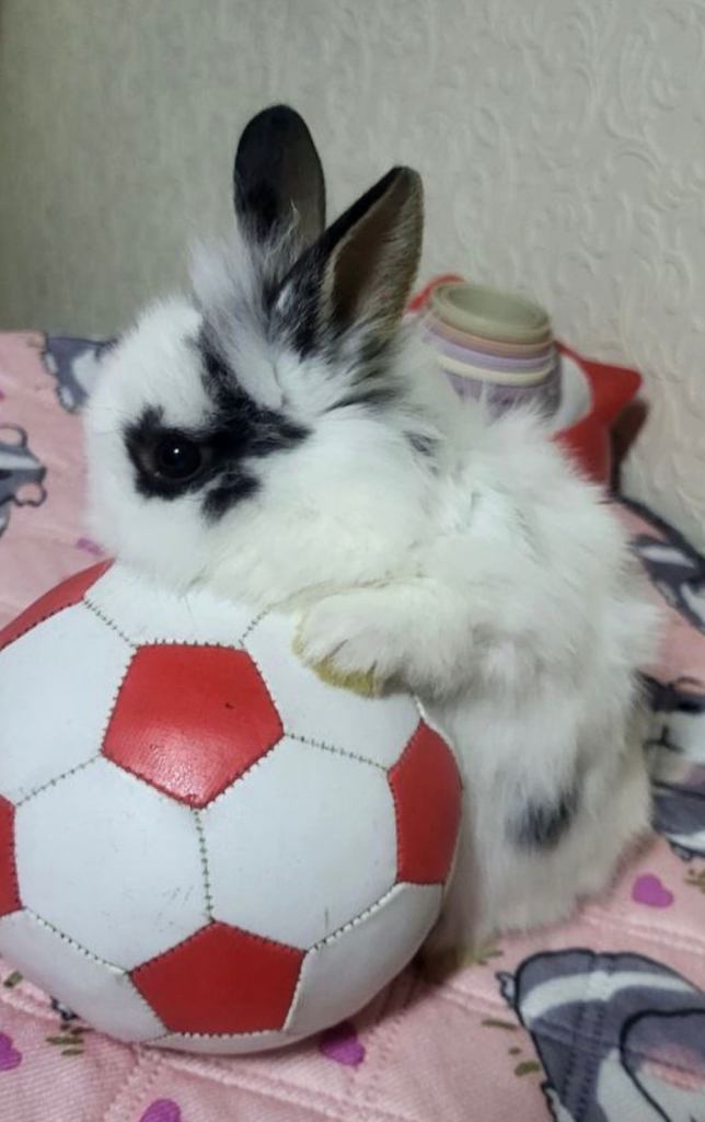 Cute bunnies looking for loving family