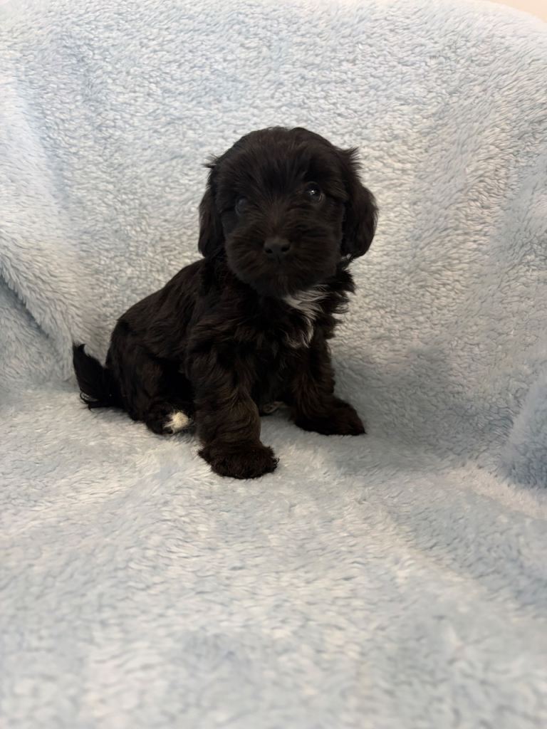 Yorkiepoo puppies